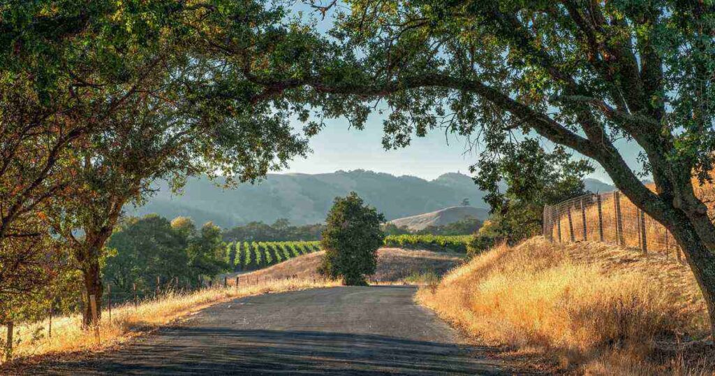 Sonoma Valley Wine Country + Scenic Drives You Must Experience in California